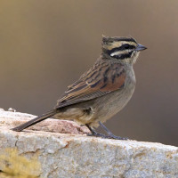 Cape Bunting